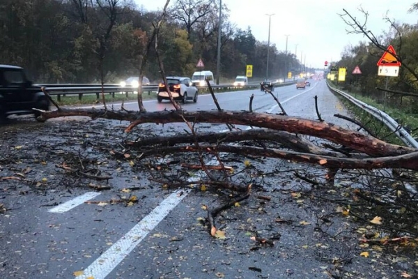 У Києві справжній апокаліпсис: вітер вивертає дерева з корінням (фото, відео)