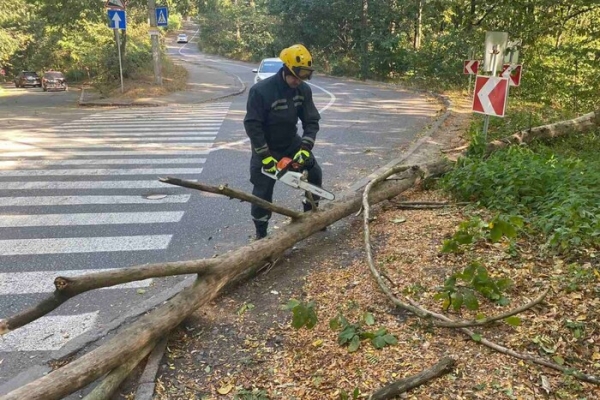 У Києві на автівку під час руху впало дерево