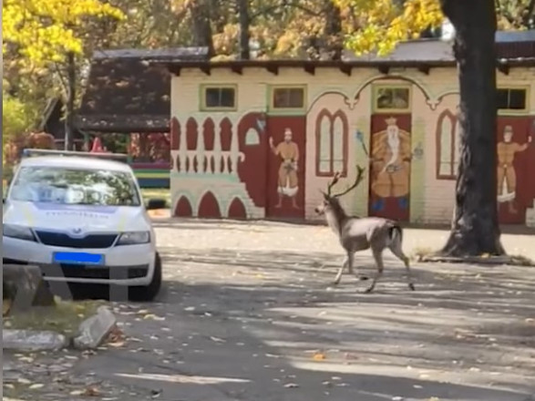 У Києві цілу ніч блукав лісовий олень, йому допомогли патрульні