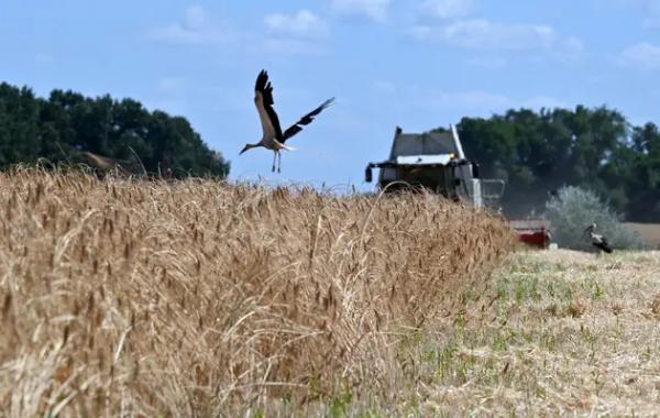 Літнє пекло: мінус мільйони тонн агрозбіжжя й сподівання на високі ціни