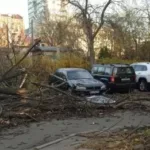 У Києві через сильний вітер впало дерево і вбило жінку