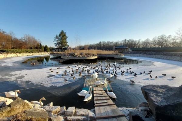 У Межигір'ї закриють єдиний в Україні притулок для лебедів? Відповідь Міндовкілля 