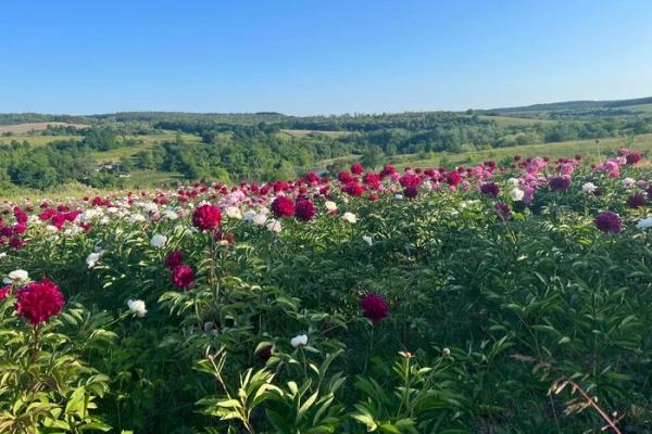 Тур вихідного дня. Чому варто відвідати «Яр півоній» на Черкащині