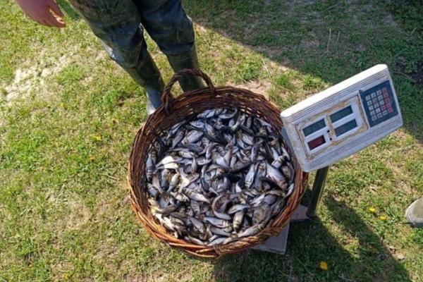 Весняне зариблення. У Білоцерківське водосховище випущено 25 тис. рибин