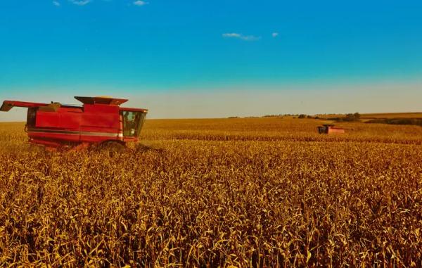 Урожай зернових в Україні – цього року він може скоротитися на 10%
