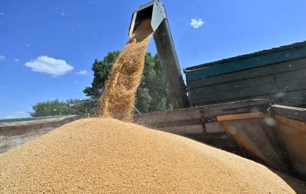 Експорт українського зерна 2025 – куди поїде урожай і хто купить