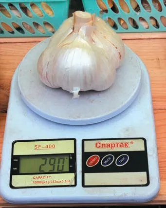 Рокамболь: екзотичний часник, що дивує 8