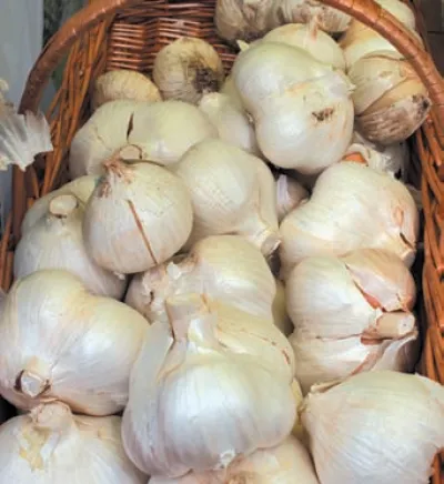 Рокамболь: екзотичний часник, що дивує 9