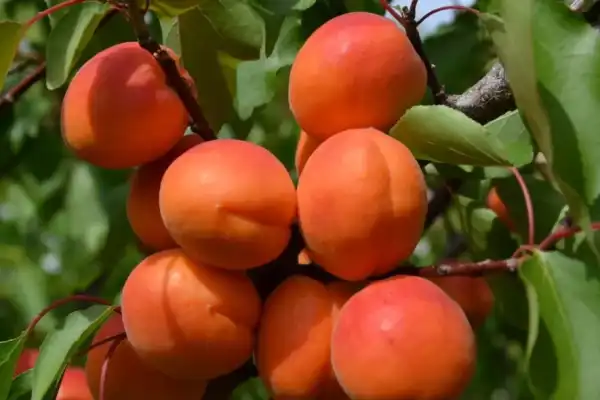 Морози до весни: що робити з абрикосом і персиком 14