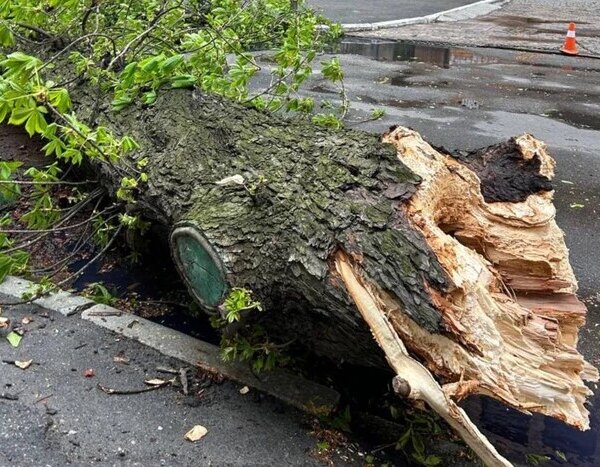 У столиці внаслідок негоди повалено знаменитий каштан.