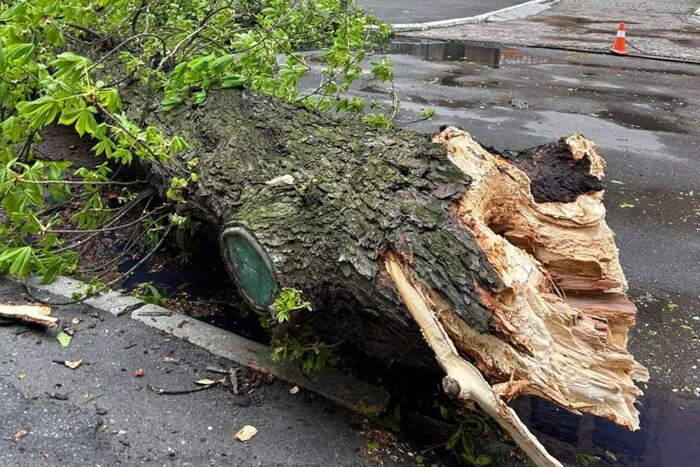 У столиці внаслідок негоди повалено знаменитий каштан.