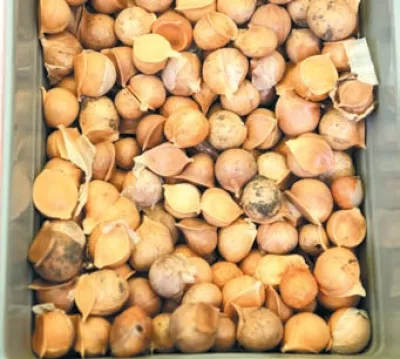 Рокамболь: екзотичний часник, що дивує 10