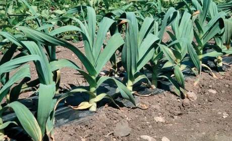 Рокамболь: екзотичний часник, що дивує 6