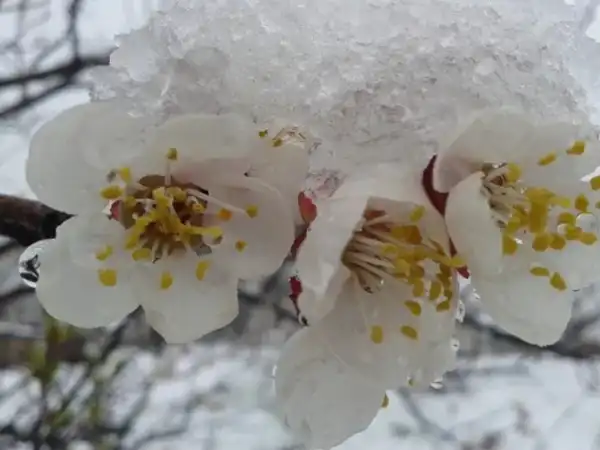 Морози до весни: що робити з абрикосом і персиком 10