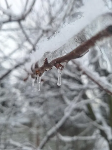 Морози до весни: що робити з абрикосом і персиком 11