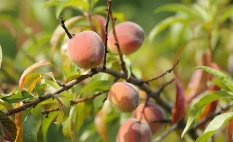 Морози до весни: що робити з абрикосом і персиком 1