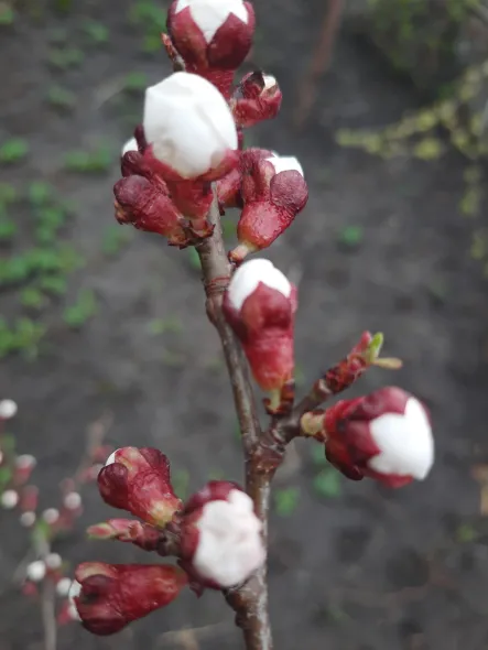 Морози до весни: що робити з абрикосом і персиком 13