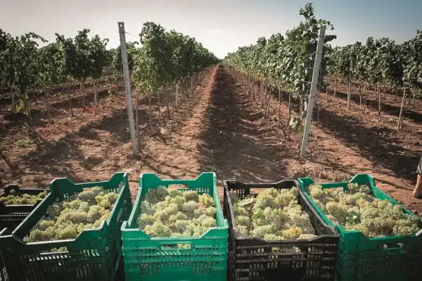 Морозостійкі сорти винограду: успіх на півночі України 43 Морозостійкі сорти винограду: успіх на півночі України 43