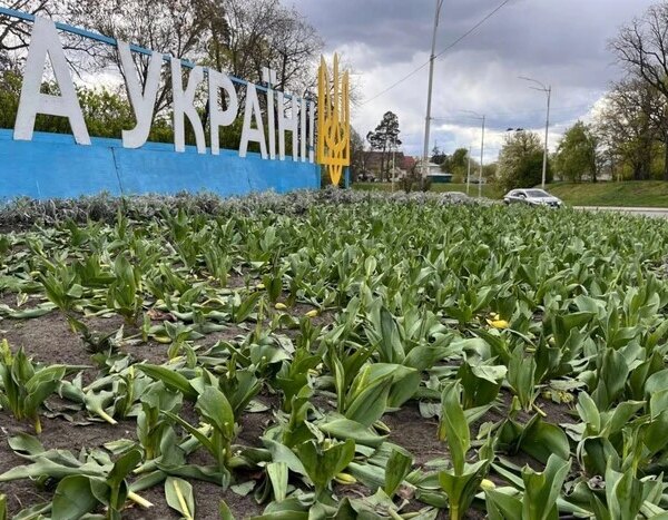 Вандали зруйнували квітники з тюльпанами в двох міських округах (знімки)