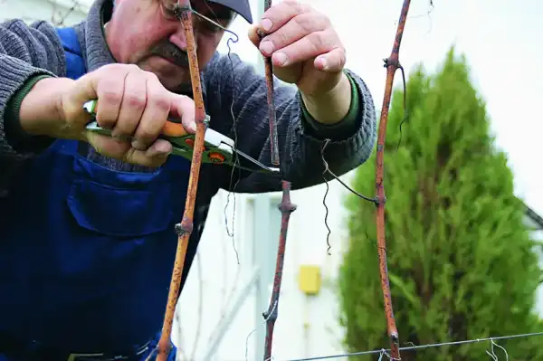 Морозостійкі сорти винограду: успіх на півночі України 38 Морозостійкі сорти винограду: успіх на півночі України 38