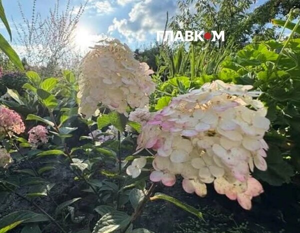Змінюватимуть колір упродовж сезону: у центрі Києва з’явилася тисяча гортензій