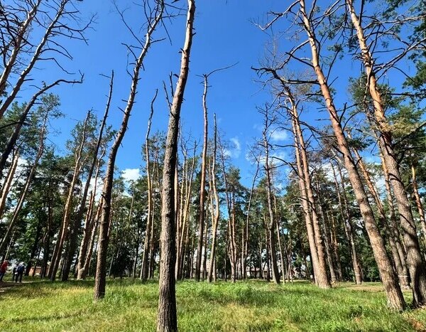 Обстріли столиці: у Микільському лісництві виявлено пошкодження більш як ста дерев