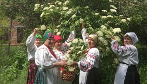 Головна 81 На городі бузина – на столі бузиновий квас