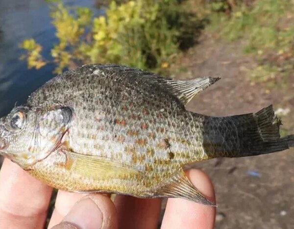 Нова риба в київських водоймах: схожа на піранью, але це окунь