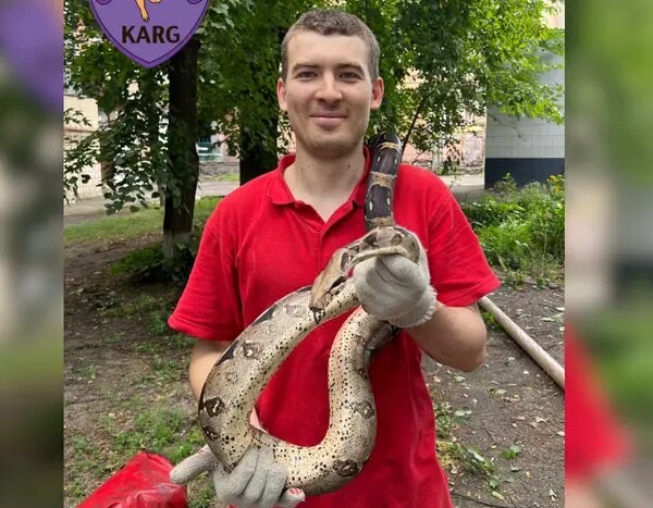 Головна 136 В столиці України активісти-захисники тварин зняли з дерева дивну змію…