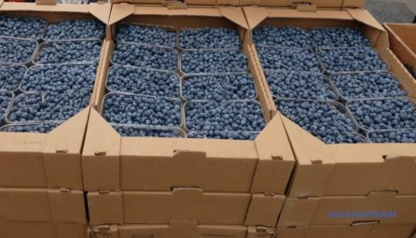 Головна 82 В Україні початкові ціни на лохину в середньому на 27%…