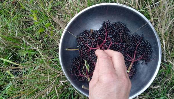 На городі бузина - на столі бузиновий квас 16 На городі бузина - на столі бузиновий квас 16