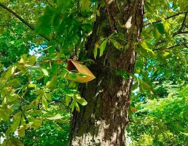 «Пастки для самців»: arborists рятують київські каштани за допомогою «кормушок»