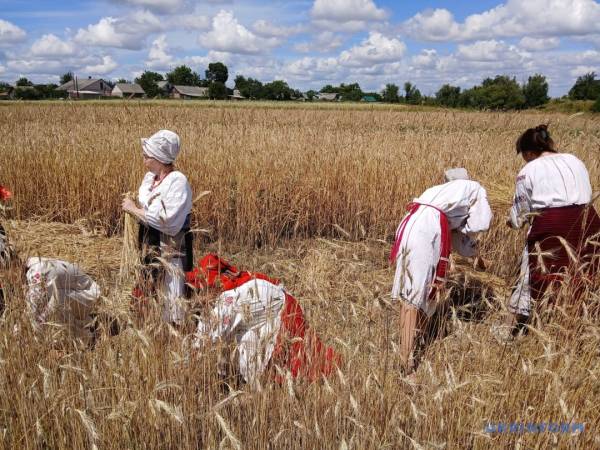 «Зажинки»: перші зібрані колоски поклали на різдвяний дідух 21 «Зажинки»: перші зібрані колоски поклали на різдвяний дідух 21