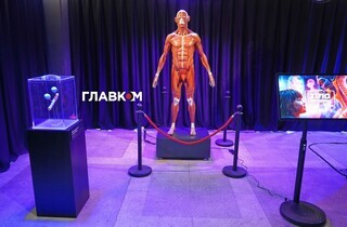 «Людське тіло». У столиці запрацювала велика інтерактивна експозиція (фоторепортаж) 50