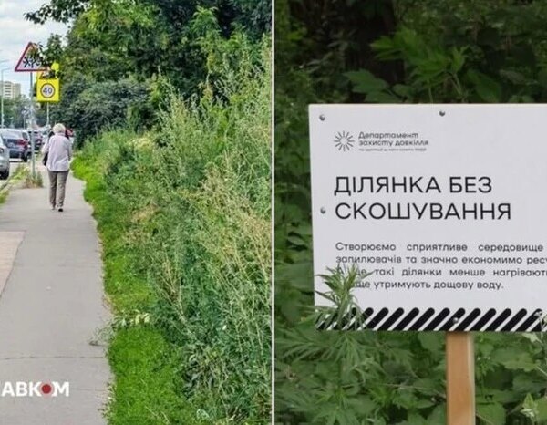 Київ заростає бур’янами. Біолог розповів про загрозу
