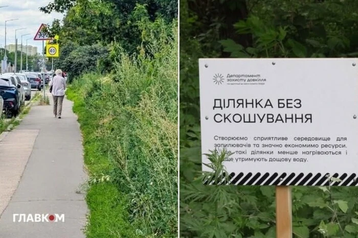 Весь Київ у бур'янах. Біолог пояснив, у чому небезпека