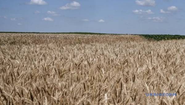 У серпні експорт пшениці з України та РФ суттєво сповільнився