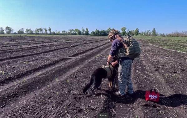 З початку року фахівці-кінологи зі своїми чотирилапими помічниками обстежили близько 230 гектарів площ. 8 З початку року фахівці-кінологи зі своїми чотирилапими помічниками обстежили близько 230 гектарів площ. 8