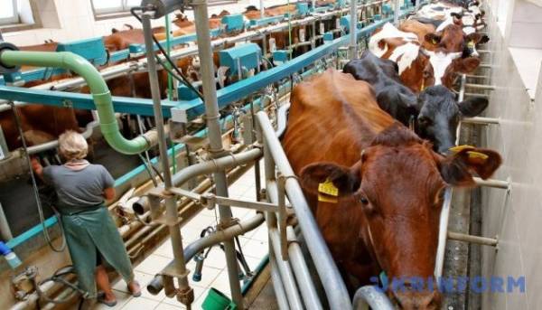 Переробка молока в Україні за перше півріччя збільшилася на 6%
