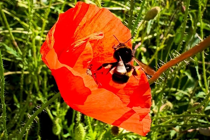 Київський липень увійшов до числа найбільш посушливих за всю історію спостережень. 4 Київський липень увійшов до числа найбільш посушливих за всю історію спостережень. 2