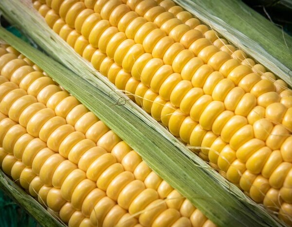 У столиці 11-16 серпня пройдуть сезонні ярмарки продуктів харчування (місця проведення)
