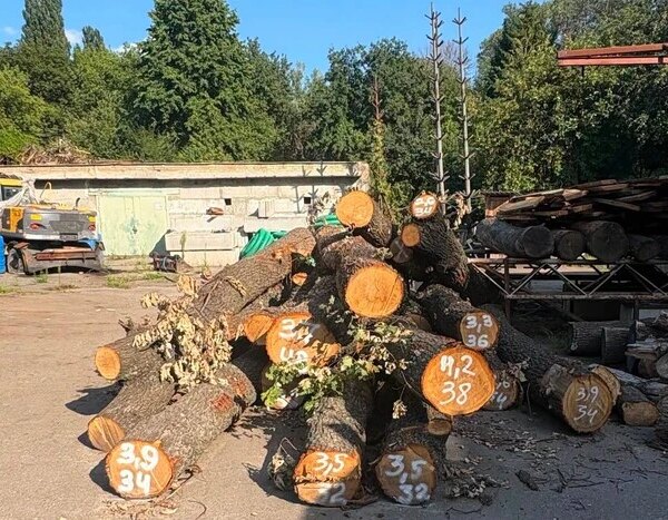 Старі дуби перетворяться на меблі. Публікація «Київзеленбуду» про зрізані на Теремках дерева викликала обурення киян