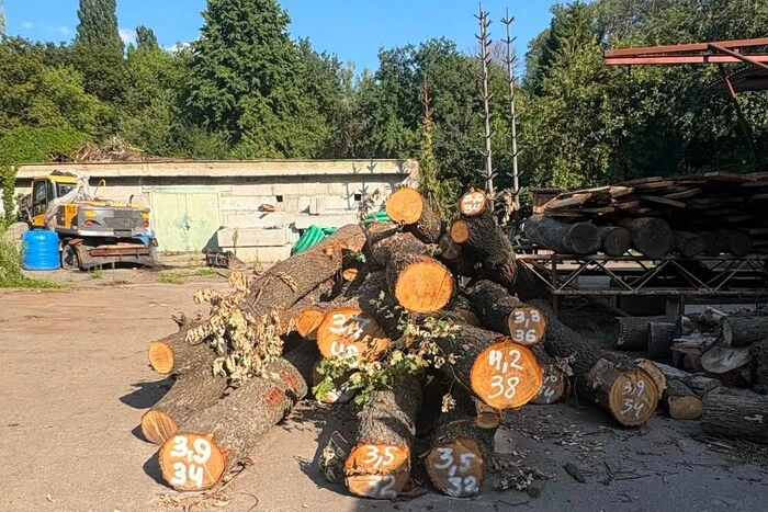 Старі дуби перетворять на меблі. Публікація «Київзеленбуду» про спиляні на Теремках дерева спричинила обурення киян