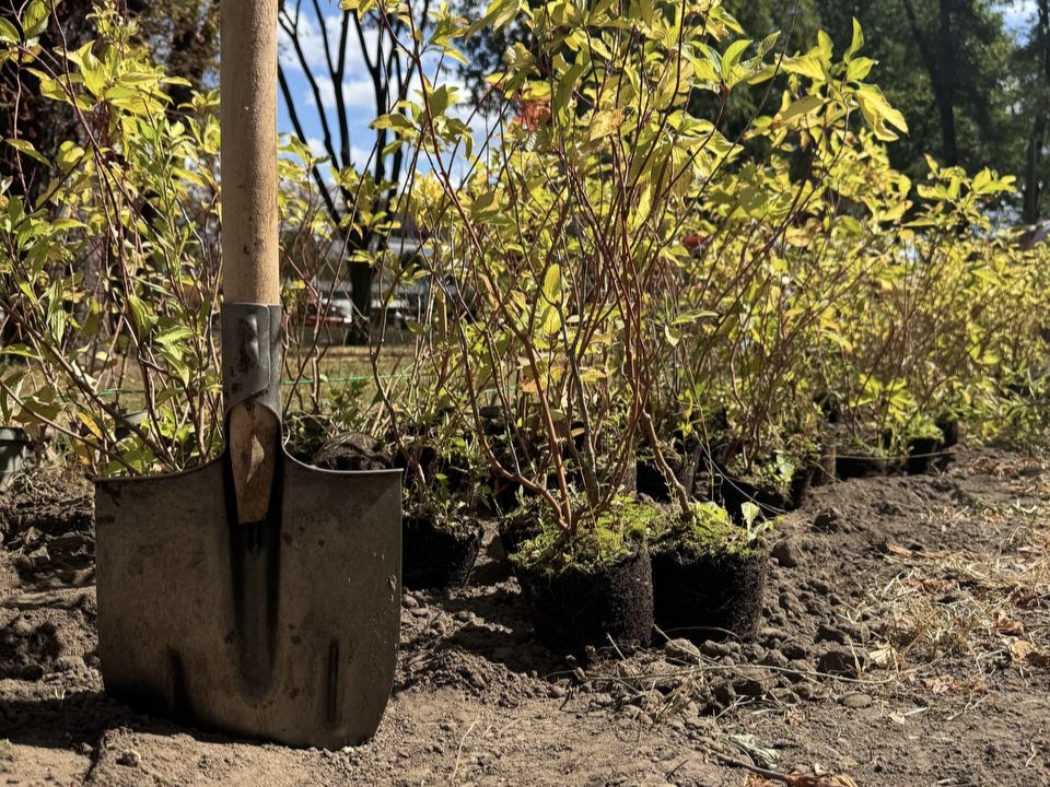 Ініціатива Post War Greening спрямована на відновлення зелених територій українських міст, пошкоджених унаслідок війни