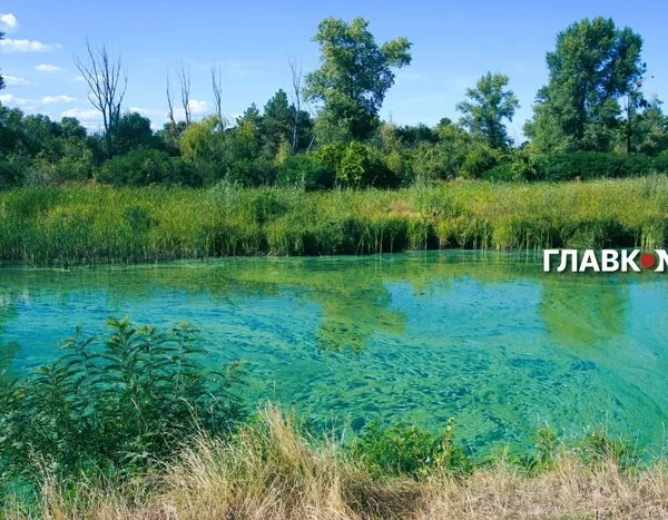 Чому річка Дніпро знову зеленіє та які небезпеки це несе: пояснює біолог
