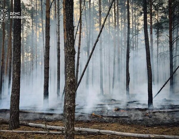 На Київщині рятувальники боротьбі з великою лісовою пожежею (відео)