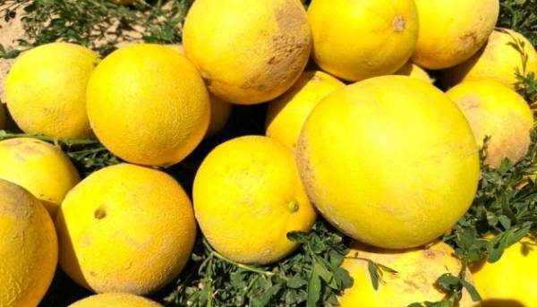 В Україні значно зросли ціни на дині 7