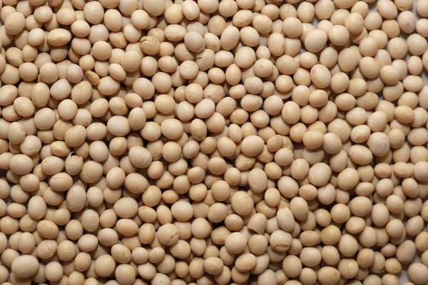 EBA пропонує скасувати експортні мита на сою та ріпак 5