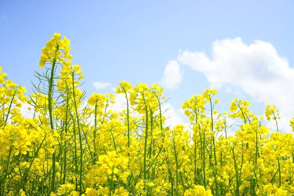НБУ продовжив термін повернення валюти для експортерів зерна та олійних