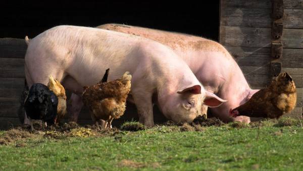 KSG Agro: Інвестиції в свинарство вже приносять фінансові дивіденди